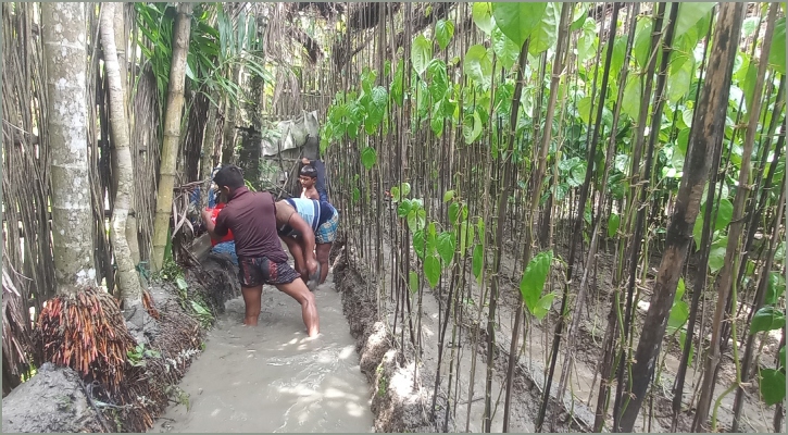 হাইমচরে ১০০ হেক্টর জমির পানের বরজ ক্ষতিগ্রস্ত